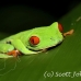 frog_tree_redeyed_tar_h_0567_cos0897.jpg